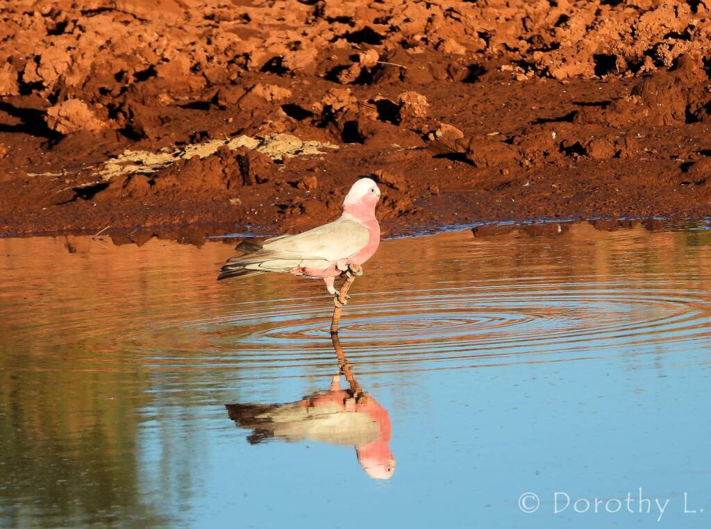 Galah (Eolophus roseicapilla), Santa Teresa, NT