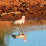 Galah (Eolophus roseicapilla), Santa Teresa, NT