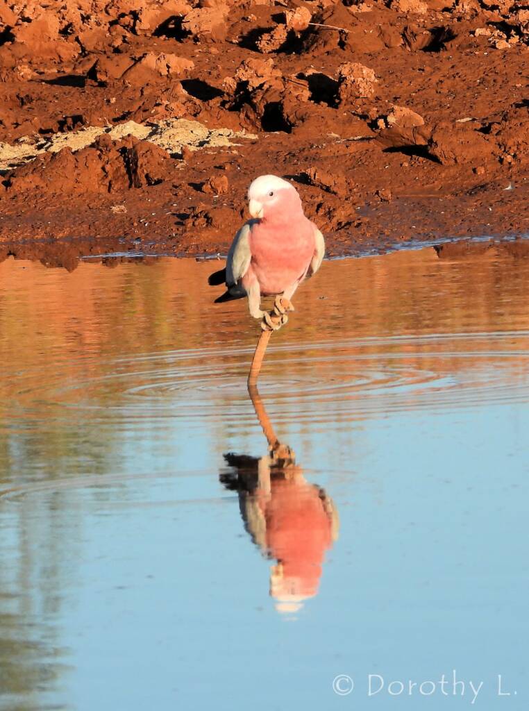 Galah (Eolophus roseicapilla), Santa Teresa, NT