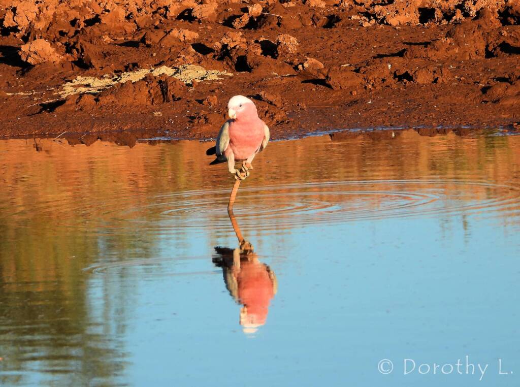 Galah (Eolophus roseicapilla), Santa Teresa, NT