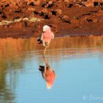 Galah (Eolophus roseicapilla), Santa Teresa, NT