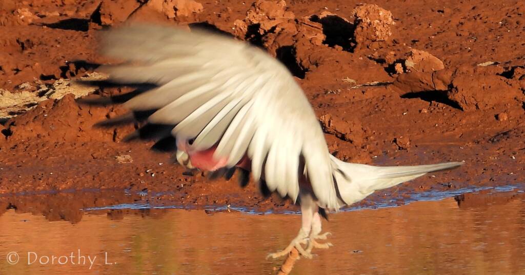 Galah (Eolophus roseicapilla), Santa Teresa, NT