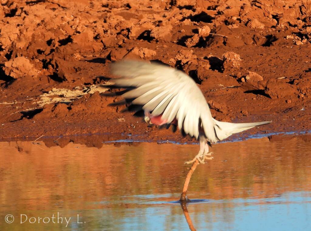 Galah (Eolophus roseicapilla), Santa Teresa, NT