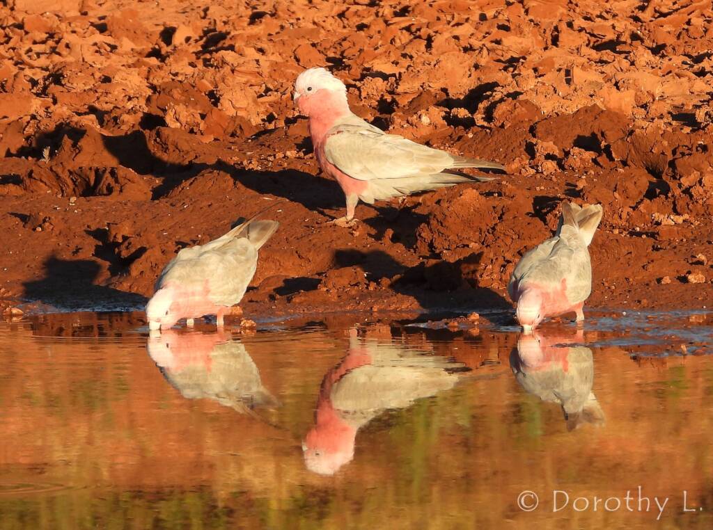 Galahs (Eolophus roseicapilla), Santa Teresa, NT