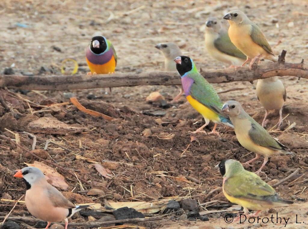 Gouldian Finches (Chloebia gouldiae)