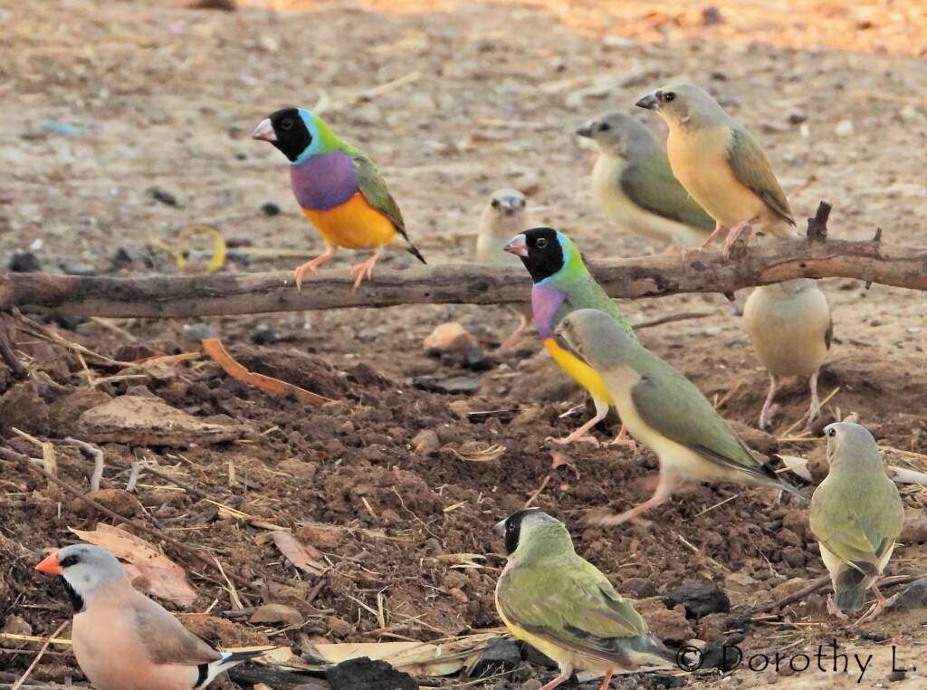 Gouldian Finches (Chloebia gouldiae)