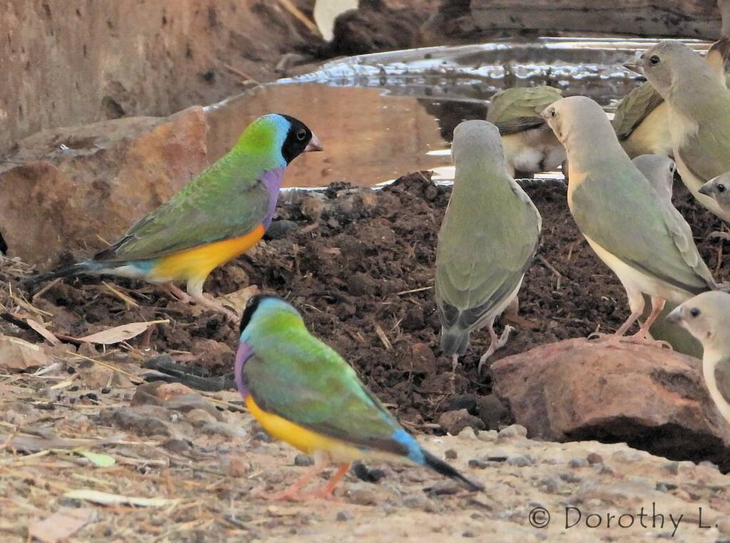 Gouldian Finches (Chloebia gouldiae)