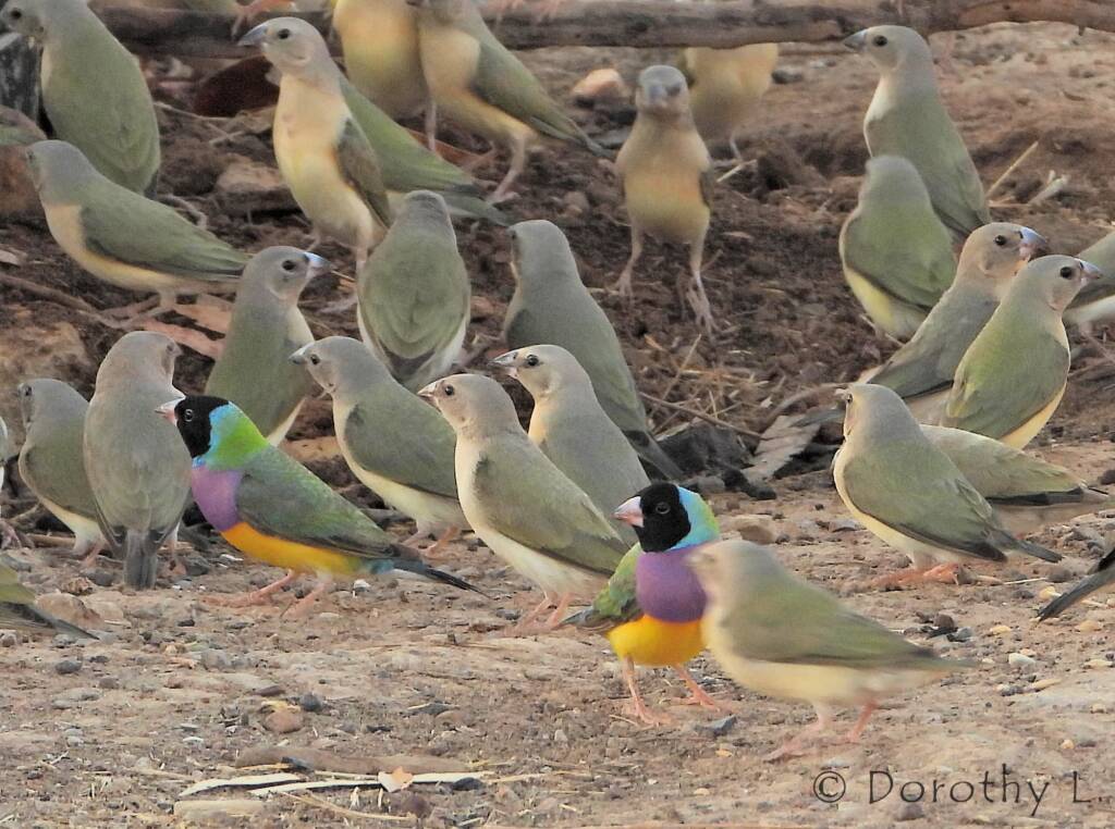 Gouldian Finches (Chloebia gouldiae)