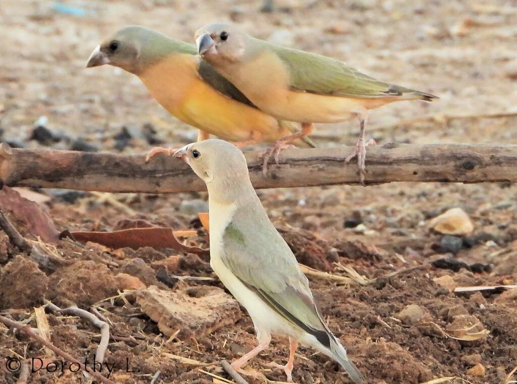 Gouldian Finches (Chloebia gouldiae)