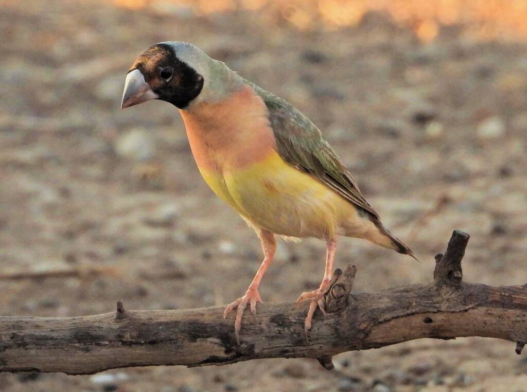 Gouldian Finch (Chloebia gouldiae)