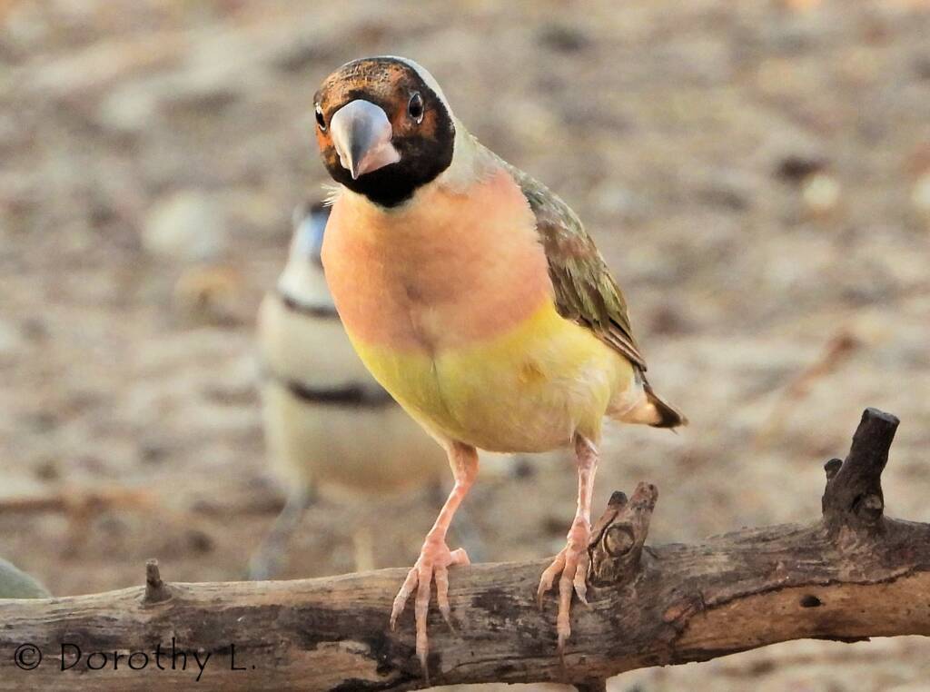 Gouldian Finch (Chloebia gouldiae)