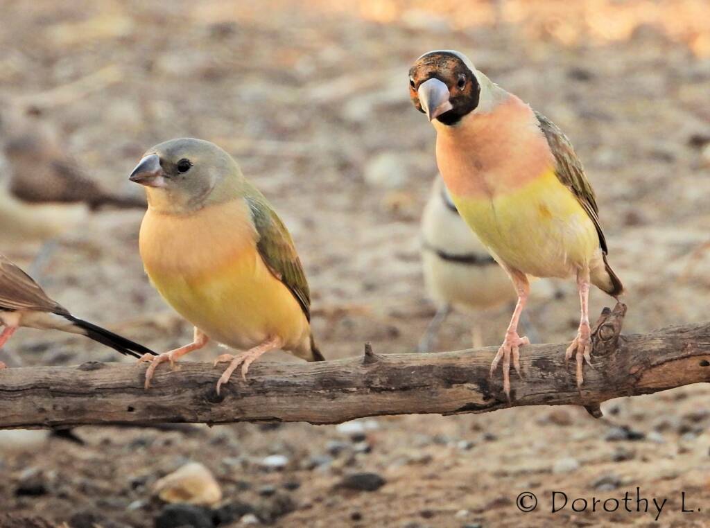 Gouldian Finches (Chloebia gouldiae)
