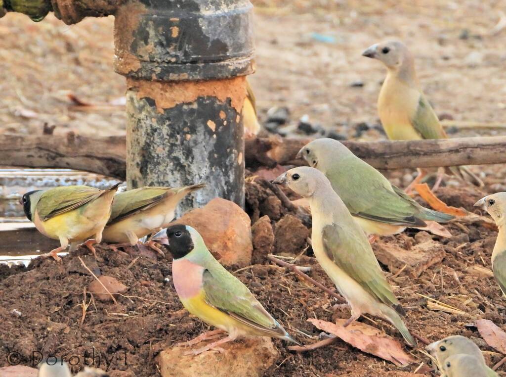 Gouldian Finches (Chloebia gouldiae)