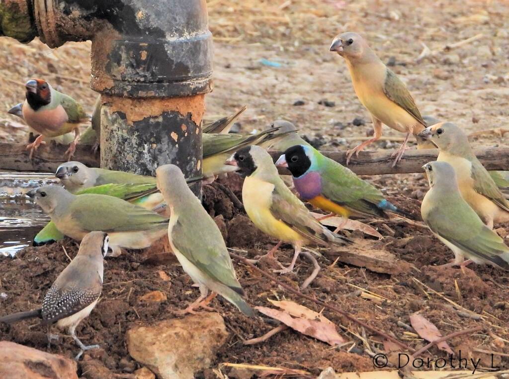 Gouldian Finches (Chloebia gouldiae)