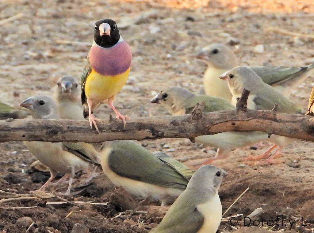 Gouldian Finches (Chloebia gouldiae)