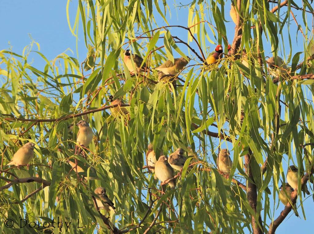 Gouldian Finches (Chloebia gouldiae)