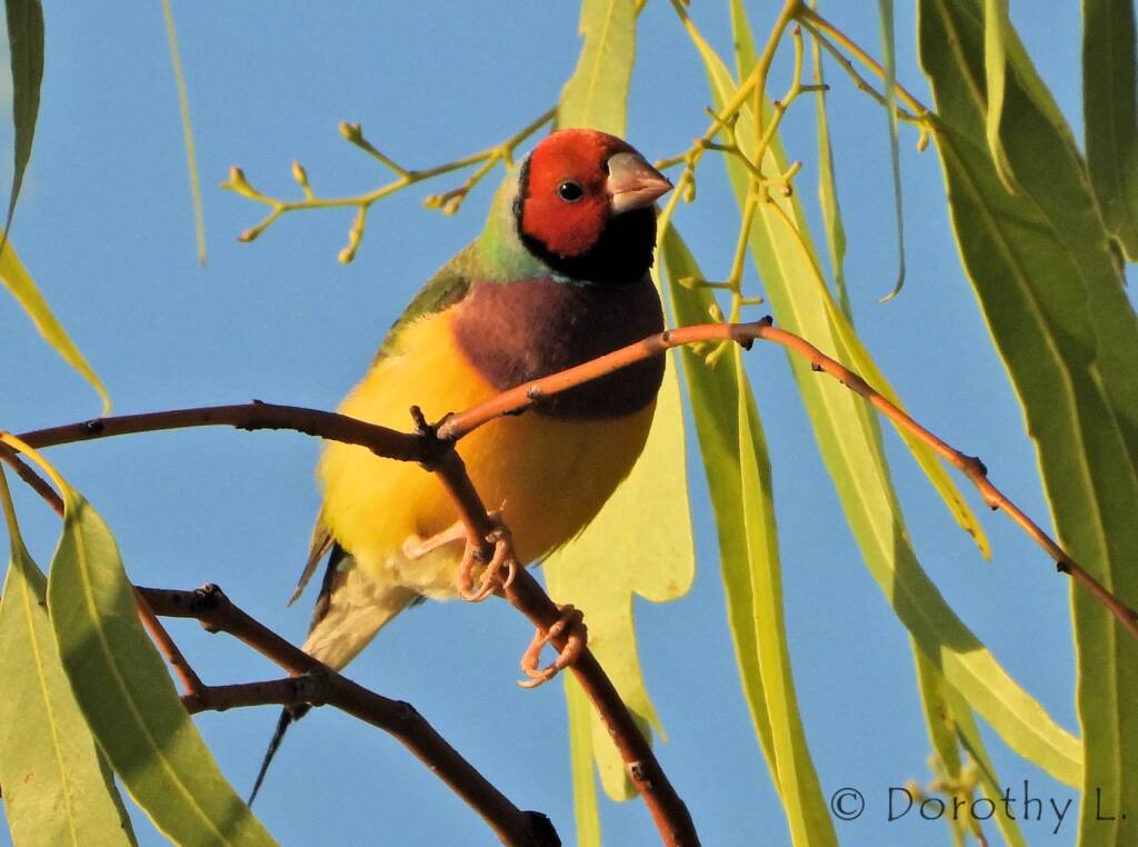 Gouldian Finch (Chloebia gouldiae)