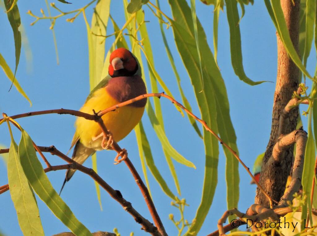 Gouldian Finch (Chloebia gouldiae)