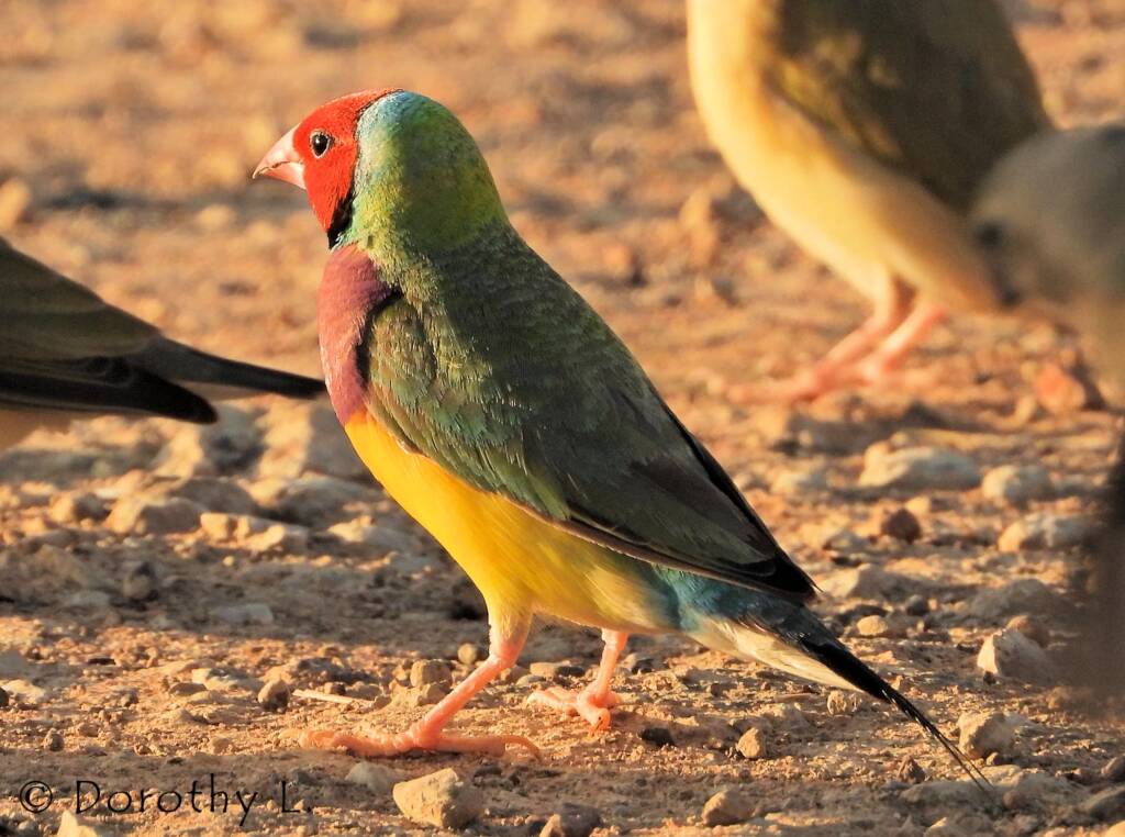 Gouldian Finch (Chloebia gouldiae)