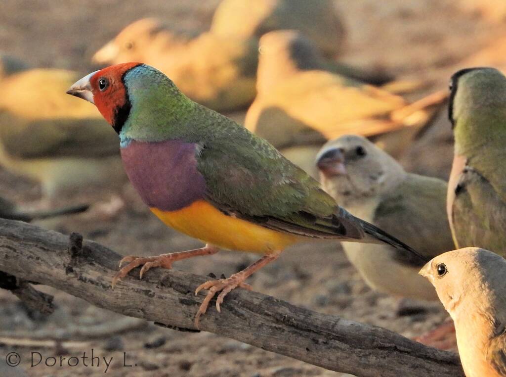 Gouldian Finch (Chloebia gouldiae)