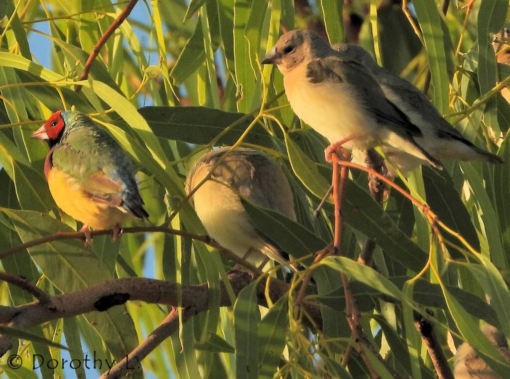 Gouldian Finches (Chloebia gouldiae)