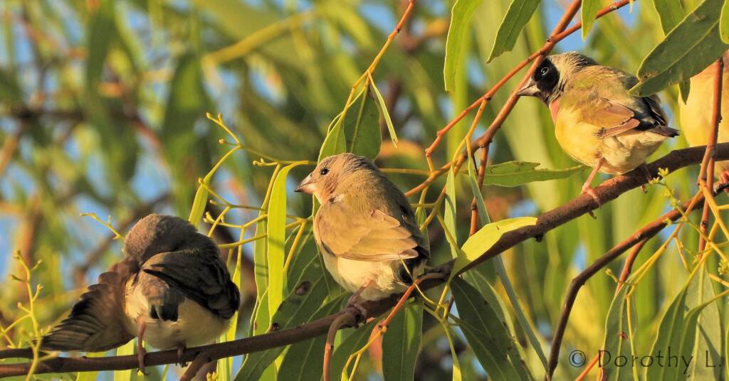 Gouldian Finches (Chloebia gouldiae)