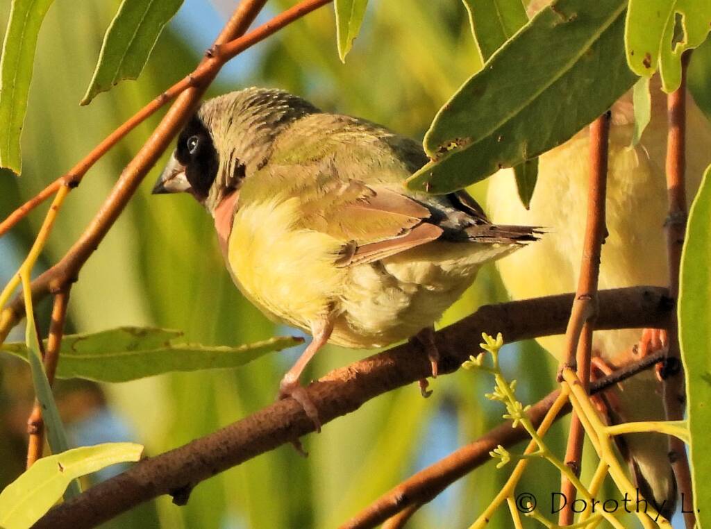 Gouldian Finch (Chloebia gouldiae)