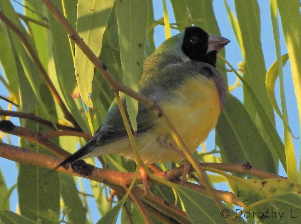 Gouldian Finch (Chloebia gouldiae)