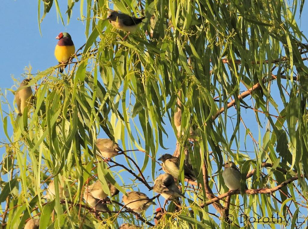 Gouldian Finches (Chloebia gouldiae)