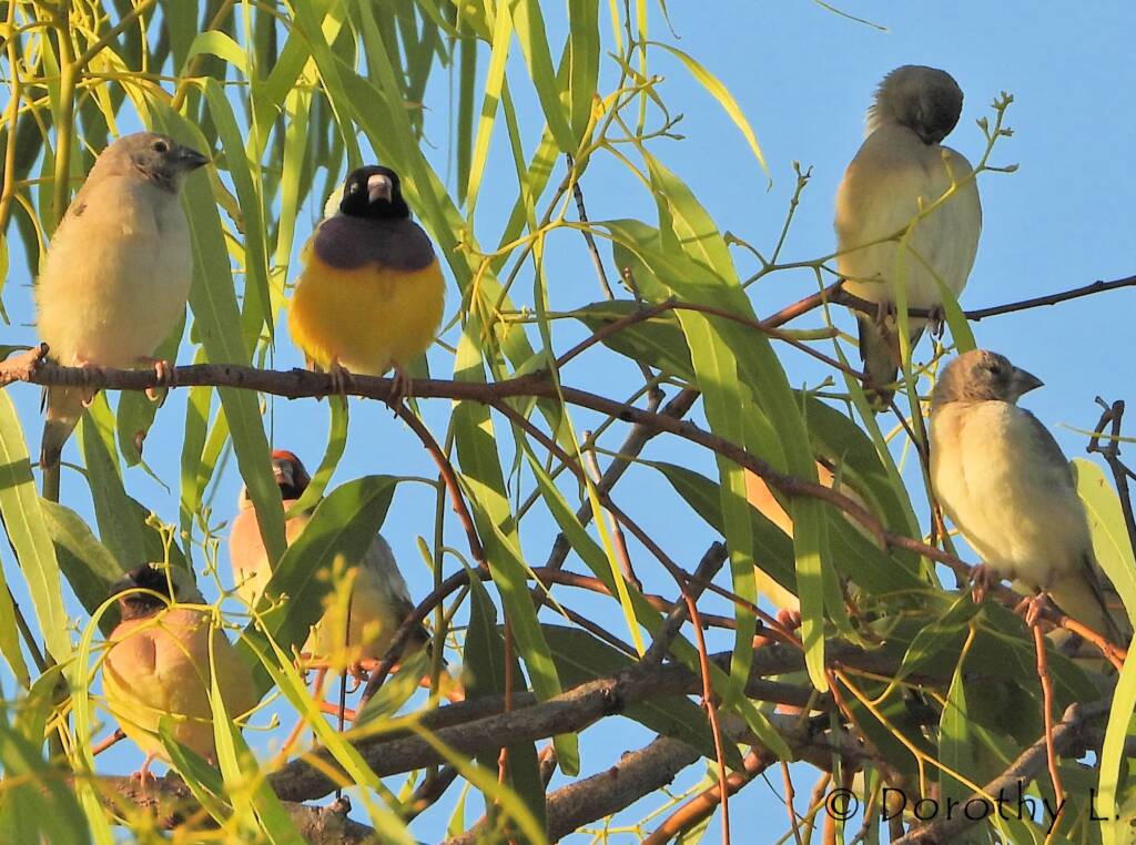 Gouldian Finches (Chloebia gouldiae)