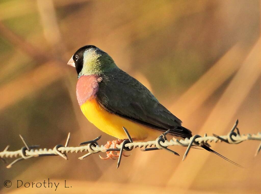 Gouldian Finch (Chloebia gouldiae)