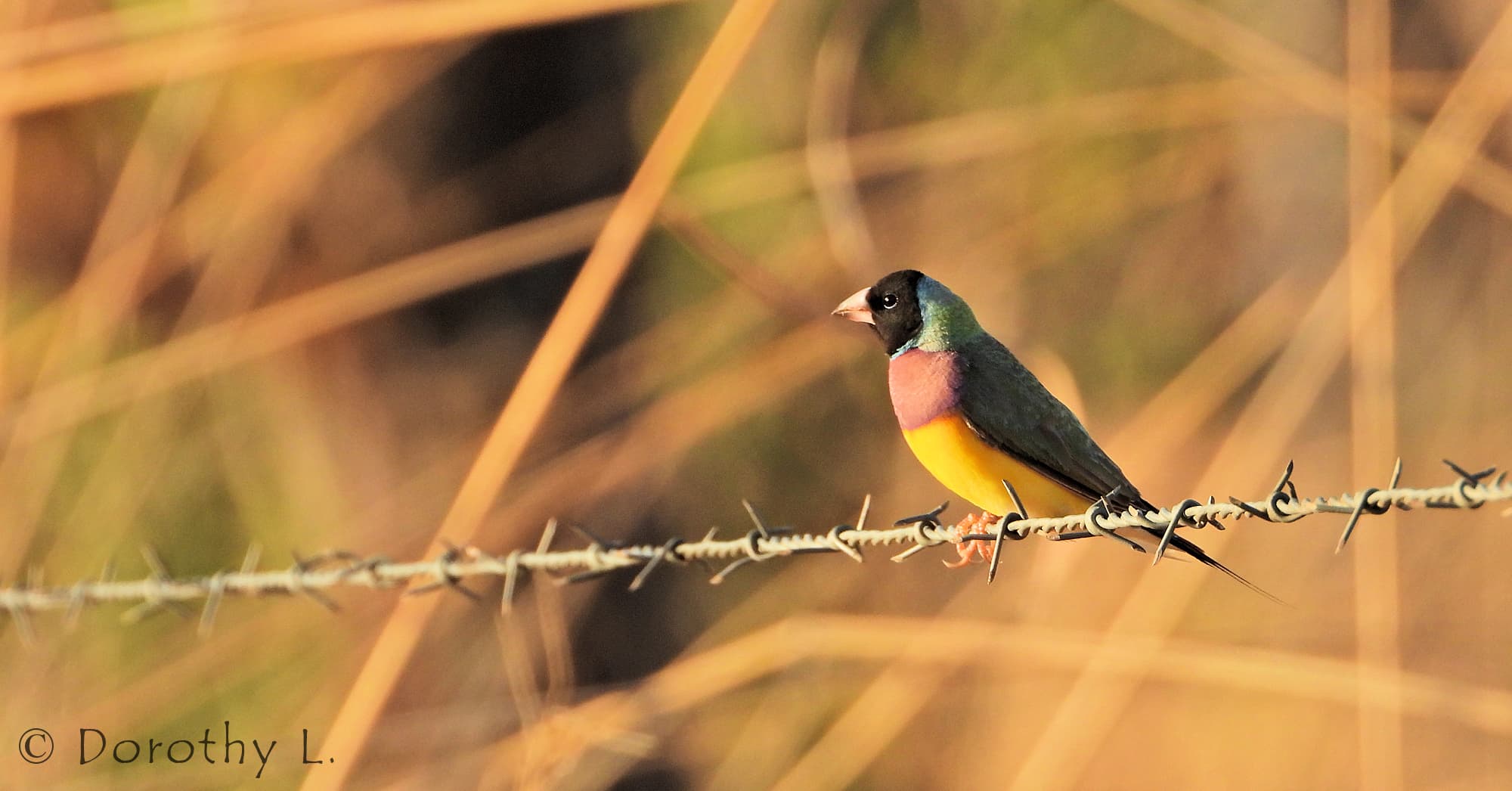 Gouldian Finch (Chloebia gouldiae)
