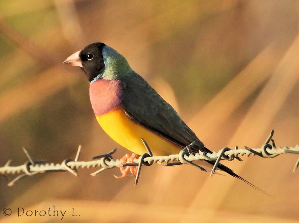 Gouldian Finch (Chloebia gouldiae)