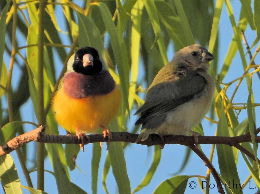 Gouldian Finches (Chloebia gouldiae)