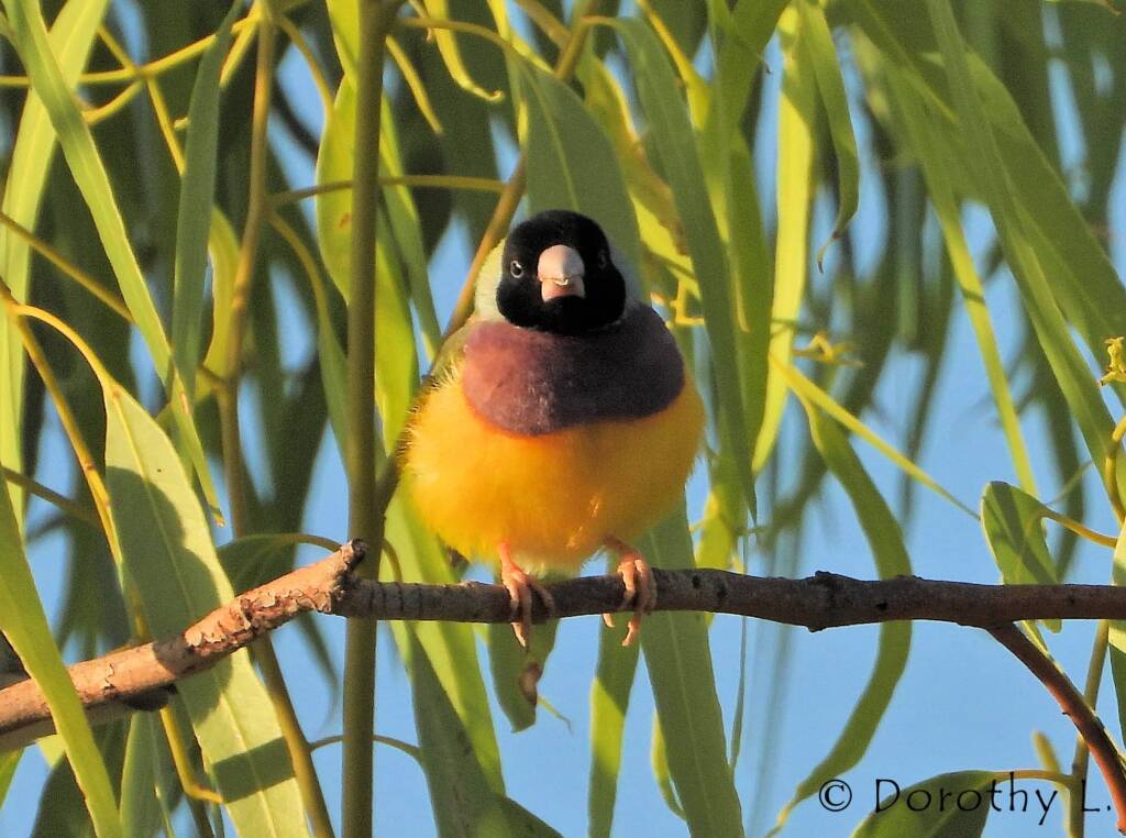 Gouldian Finch (Chloebia gouldiae)