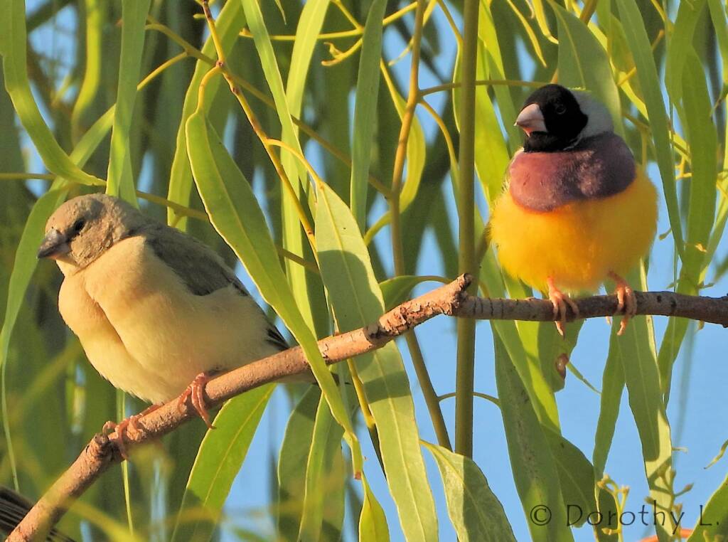 Gouldian Finches (Chloebia gouldiae)