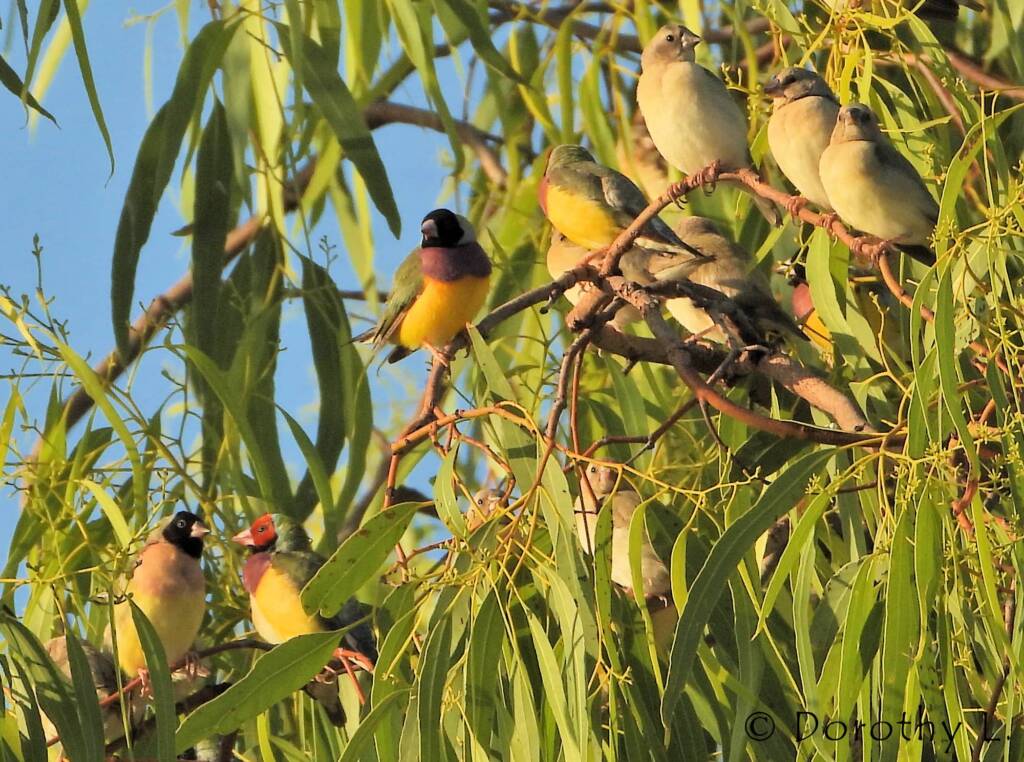 Gouldian Finches (Chloebia gouldiae)