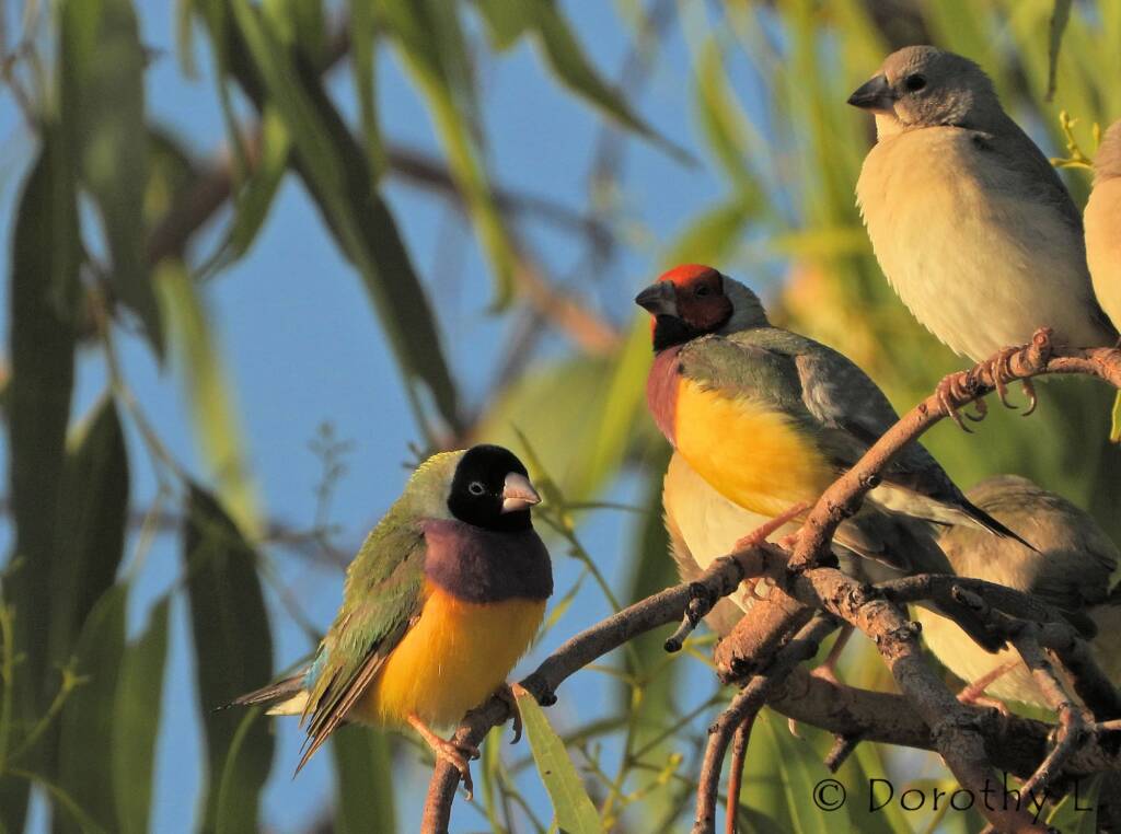 Gouldian Finches (Chloebia gouldiae)