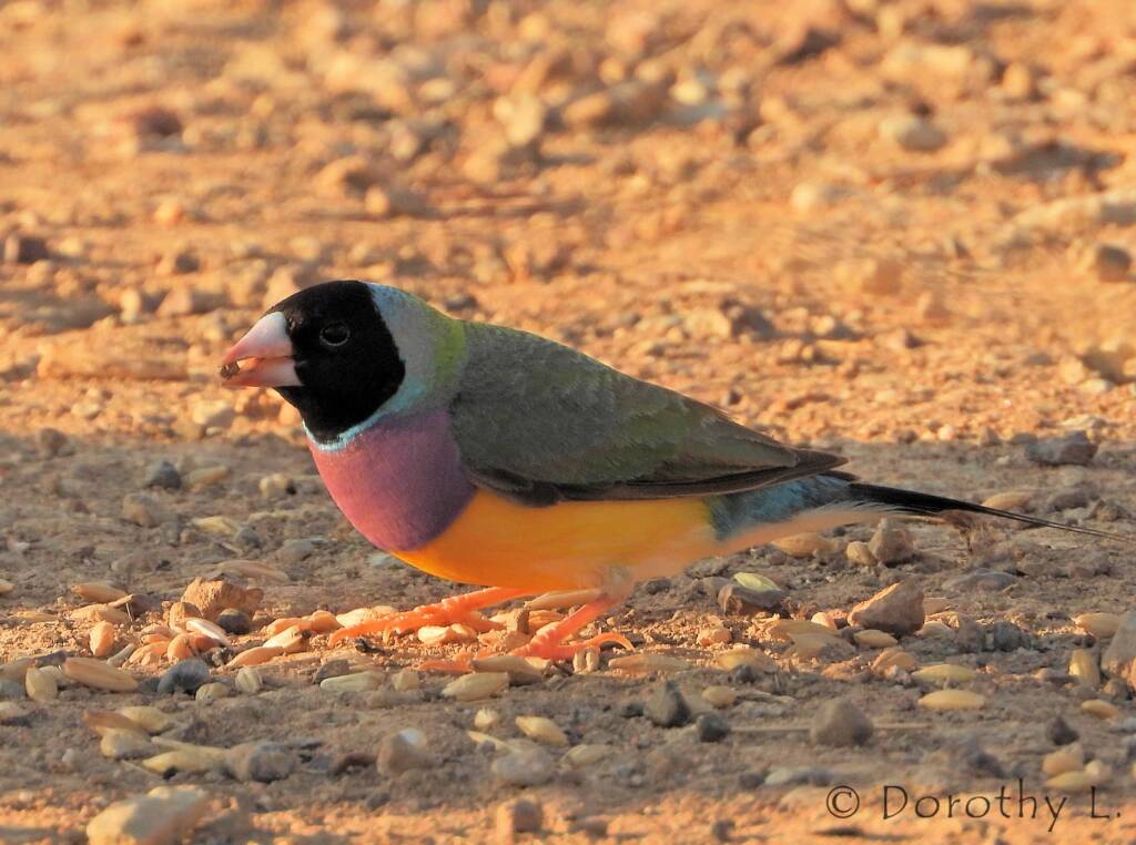 Gouldian Finch (Chloebia gouldiae)