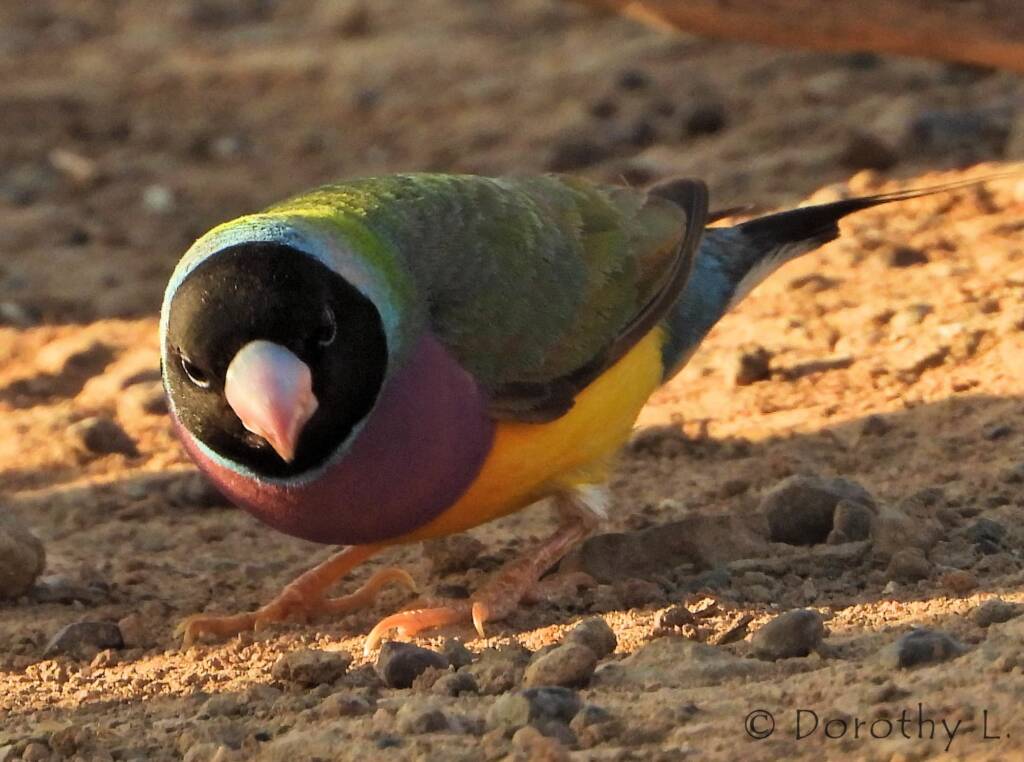 Gouldian Finch (Chloebia gouldiae)
