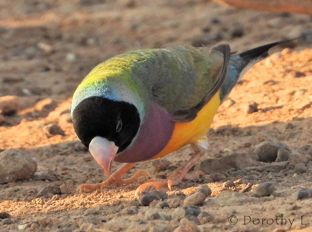 Gouldian Finch (Chloebia gouldiae)