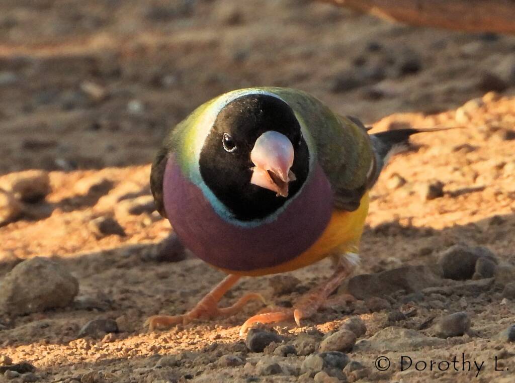 Gouldian Finch (Chloebia gouldiae)