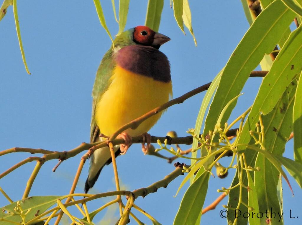 Gouldian Finch (Chloebia gouldiae)