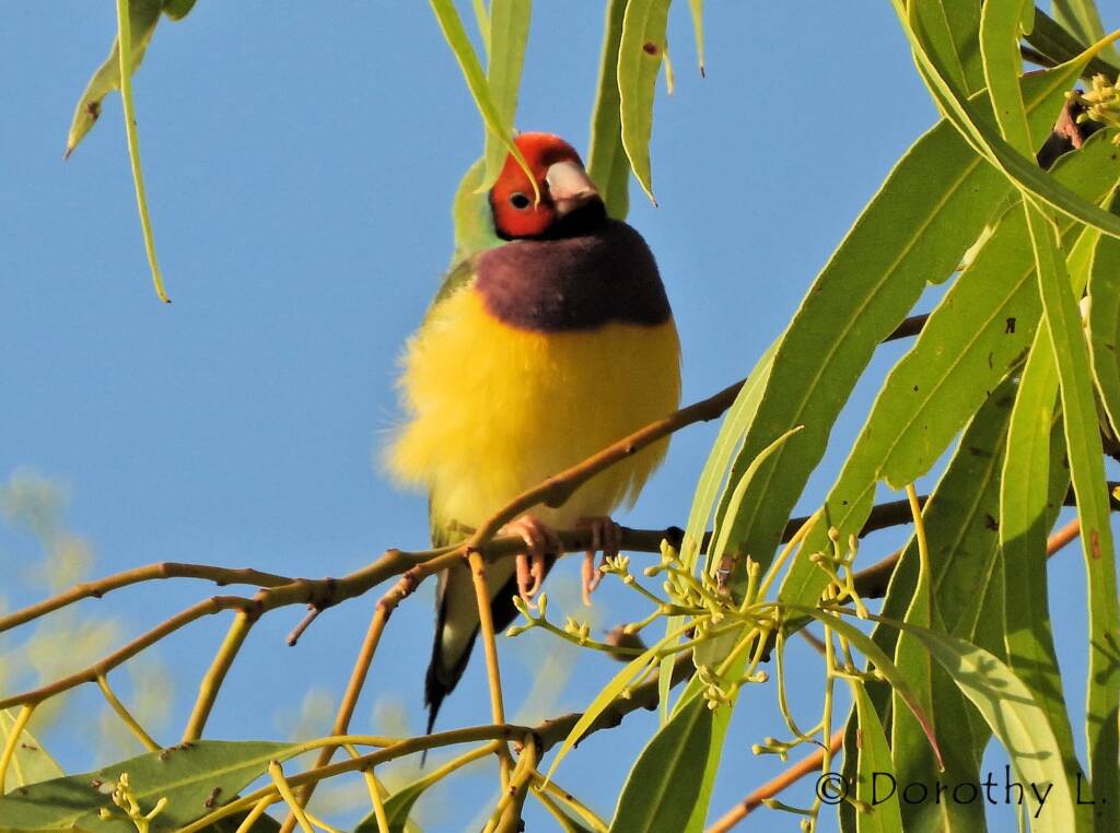 Gouldian Finch (Chloebia gouldiae)