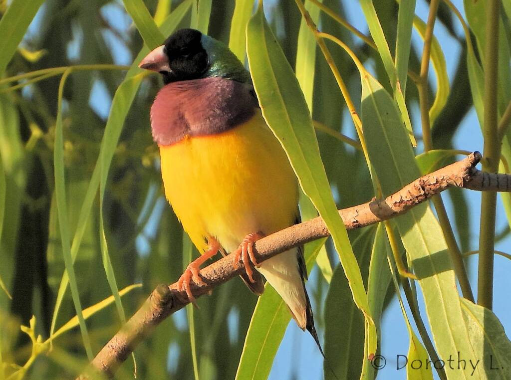 Gouldian Finch (Chloebia gouldiae)
