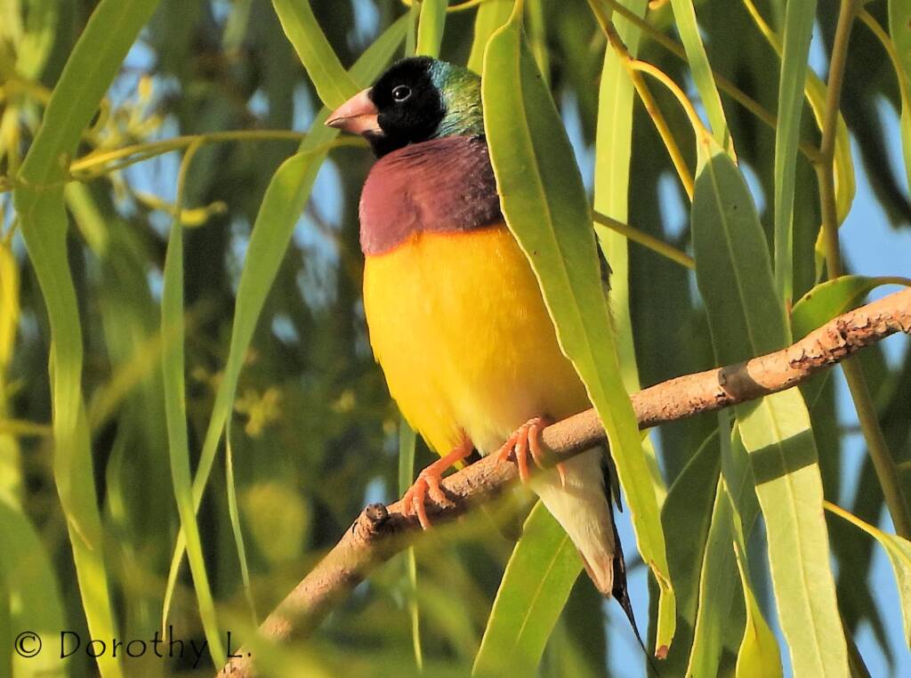 Gouldian Finch (Chloebia gouldiae)