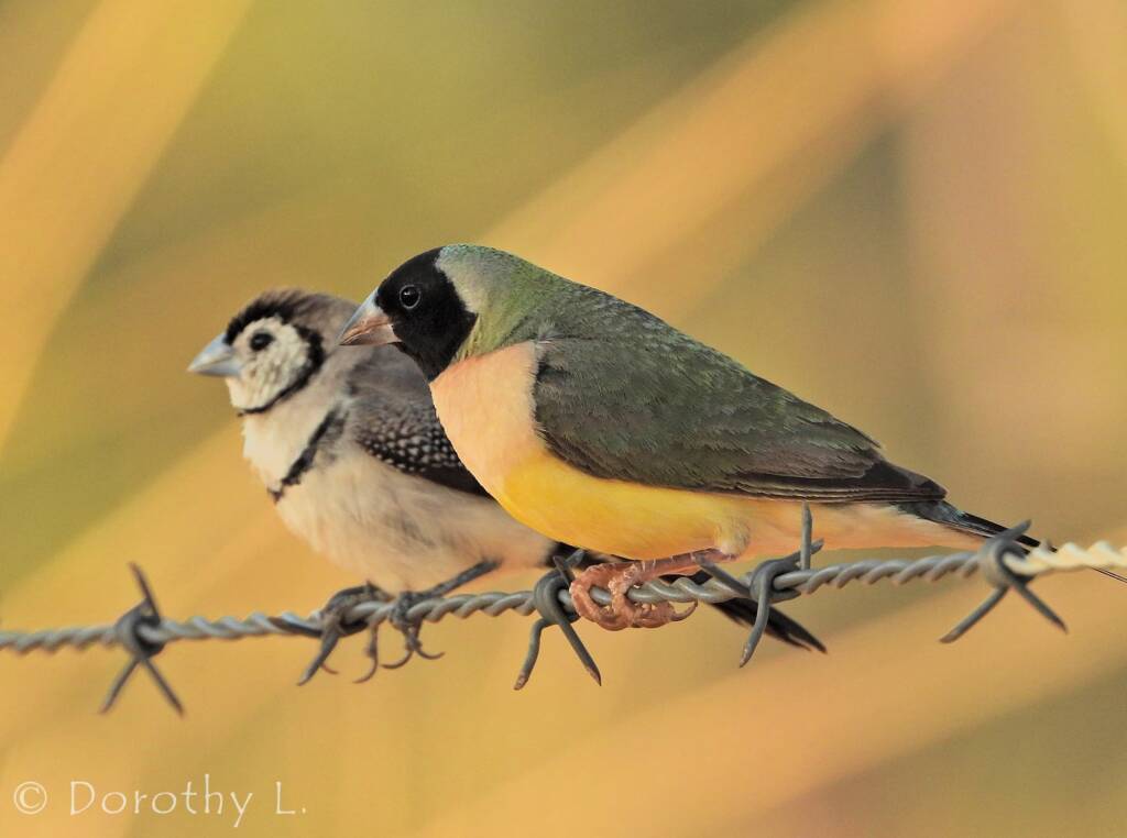 Gouldian Finch (Chloebia gouldiae) with Double-barred Finch (Stizoptera bichenovii)