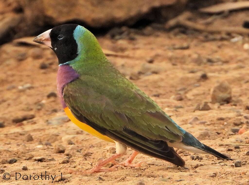 Gouldian Finch (Chloebia gouldiae)