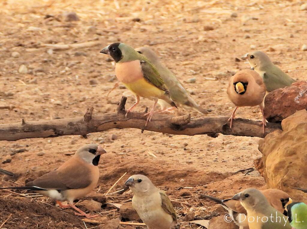 Gouldian Finch (Chloebia gouldiae)