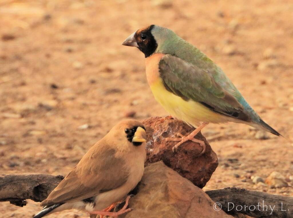 Gouldian Finch (Chloebia gouldiae) with Masked Finch (Poephila personata)